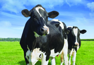Shutterstock 121542205 cows in field listing