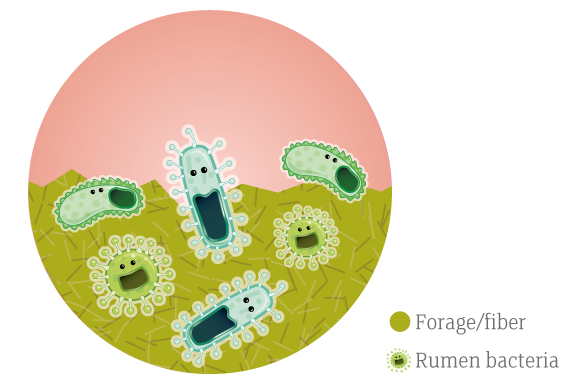 Normal Rumen