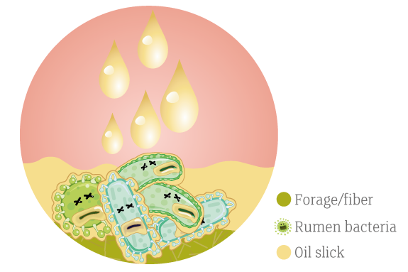 Unprotected Oil In Diet