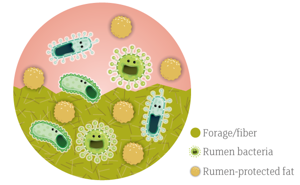Rumen Protected Fats