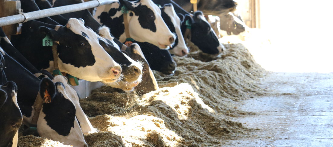 Dairy cows eating %28usa irm ed%29 %2812%29 banner