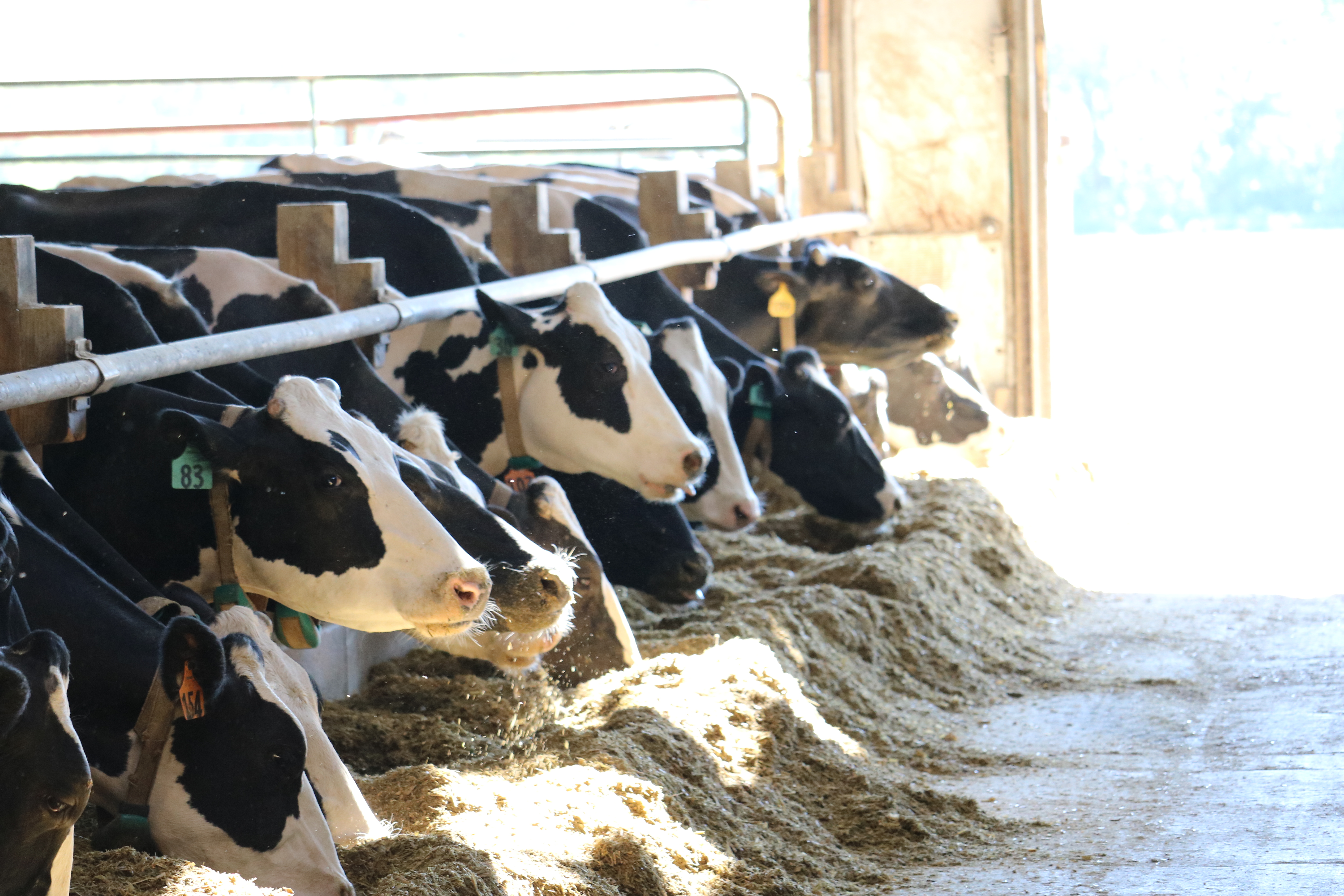 Dairy Cows Eating (USA)