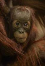 Sustainable orangutan brochure listing