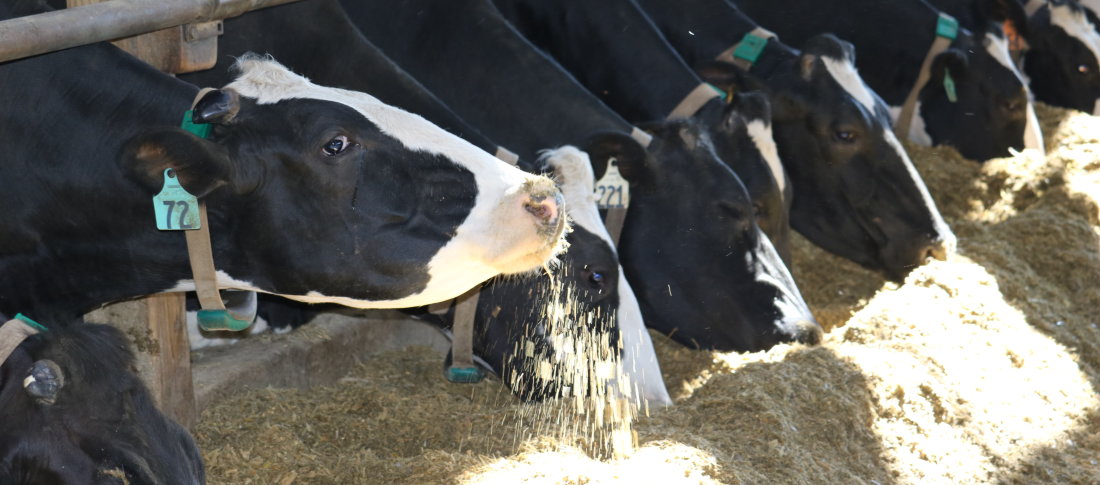 Dairy cows eating %28usa irm ed%29 %2813%29 banner