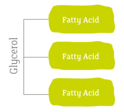 Tryglyceride