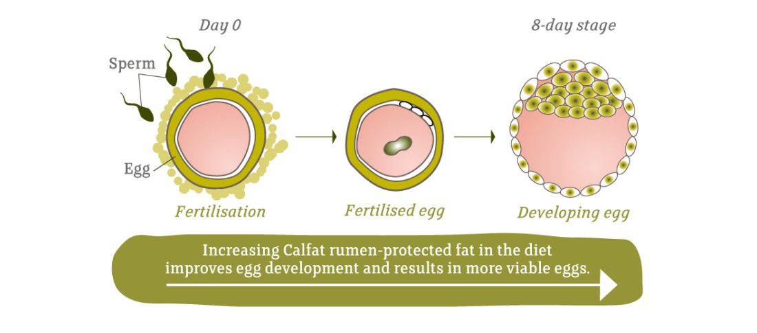 Fertilisation USA