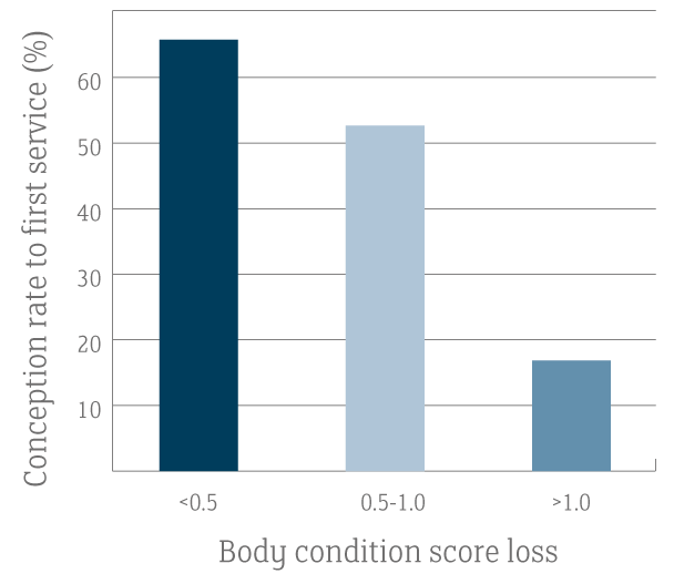 Conception Rate