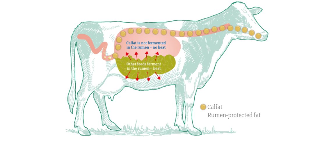 Calfat Heat Stress