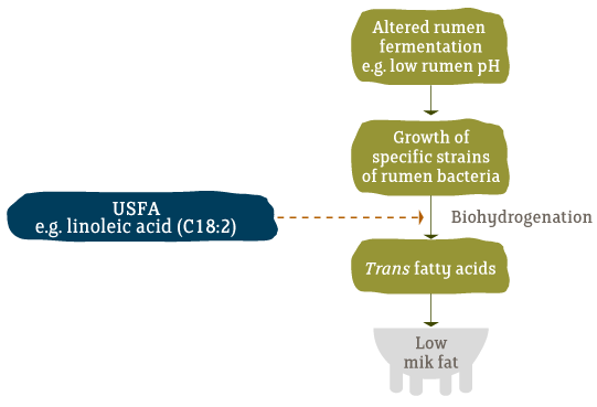  biohydrogenation pathway