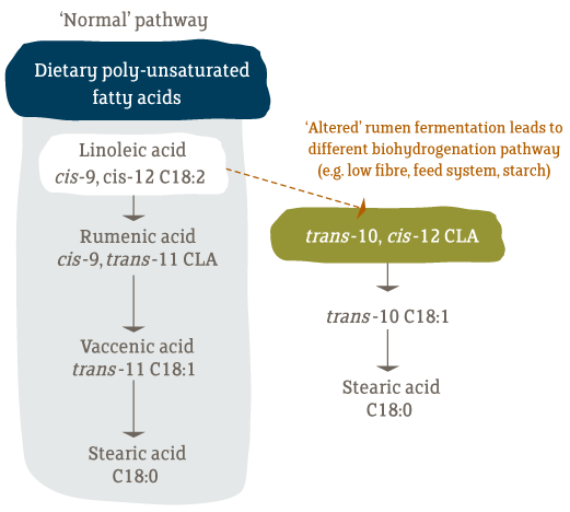  altered biohydrogenation pathway
