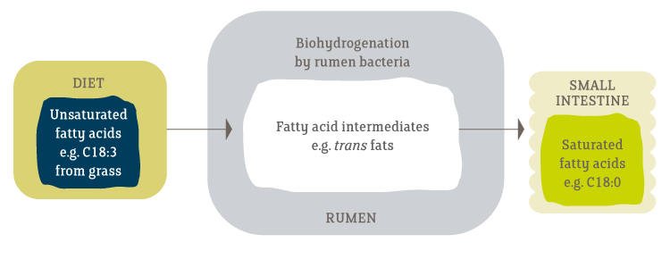  biohydrogenation of USFA