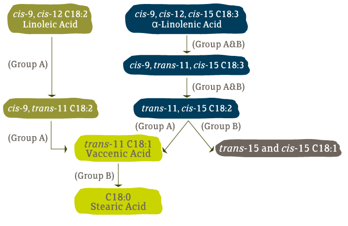 Biochemical Pathway